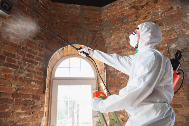 Professional Mold Removal & Remediation in New Haven, CT